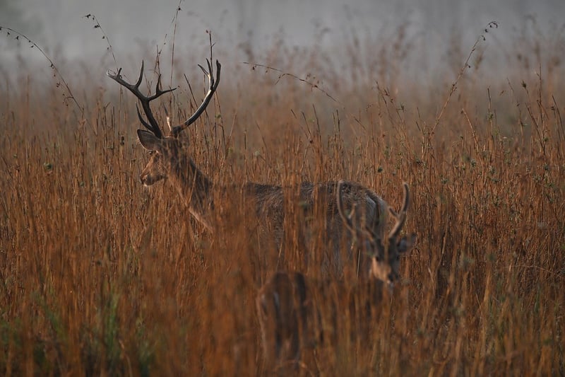 Wildlife Conservation